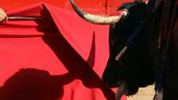 Nach zwei Jahren ohne Stierkämpfe sollen erstmals wieder Stiere im Coliseo Balear auf Mallorca getötet werden. Foto: Jim Hollander