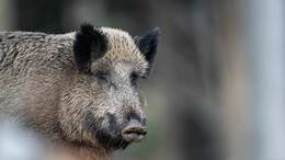 In einem Wohngebiet in Glinde bekommen Bewohner regelmäßig Besuch von Wildschweinen. (Symbolbild)