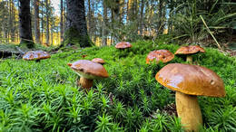 Pilzsammler müssen gut aufpassen, welch Pilze sie da im Wald finden.