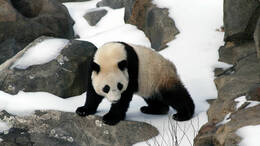 Baby-Panda im National Zoo in Washington DC.