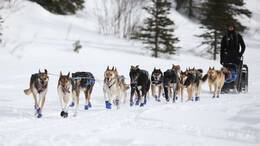 Iditarod-Schlittenhunderennen