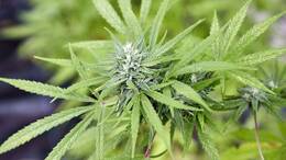 Das Cannabisgesetz hat die Erwartungen aus Sicht der Justiz nicht erfüllt. (Symbolbild)