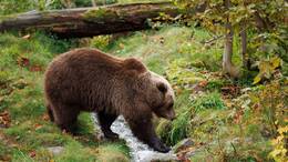 Reisehinweise angepasst: Das Auswärtige Amt sensibilisiert Urlauber für mögliche Begegnungen mit Braunbären in Slowenien.