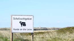 Ein Goldschakal macht Probleme auf Sylt.