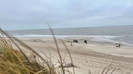 Am Rantumer Strand auf Sylt hat die Polizei einen Hund erschossen, nachdem dieser seinen Besitzer schwer verletzt hat. (Symbolfoto)