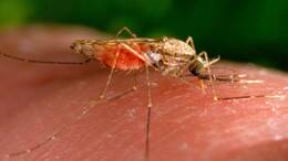 Malaria wird von Mücken übertragen.