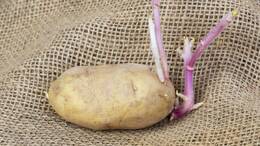 Beim Keimen entwickeln Kartoffeln Solanin – ein Stoff, der sie ungenießbar machen kann.