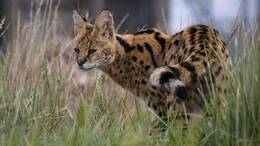 Große Ohren, lange Beine: Mindestens ein Serval streift derzeit durch Schleswig-Holstein. (Symbolbild)