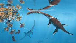 Die Illustration zeigt das Reptil Plesionectes longicollum, das zur Zeit der Dinosaurier durchs Meer schwamm.