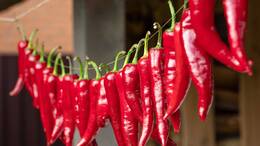 Chilischoten sorgen für Schärfe im Essen und bringen gesunde Vorteile mit.