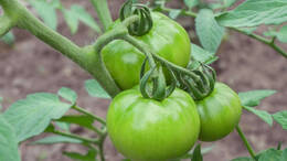 Wie schade es ist, wenn wunderschöne Tomaten einfach nicht reif werden. (Symbolbild)