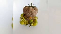 Eine Tomate sorgt für Aufsehen. 