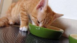 In vielen Katzenhaushalten steht der Futternapf an der Wand. Wenn‘s nach der Katze geht, wäre das anders (Symbolbild).