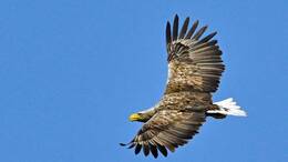 Beeindruckende Erscheinung: Der Seeadler gilt mit einer Flügelspannweite von bis zu 2,60 Metern als größter europäischer Greifvogel.