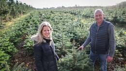 Diese Weihnachtsbäume sind noch nicht groß genug, um vermarktet zu werden.