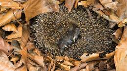 Igel halten bevorzugt in Laubhaufen ihren Winterschlaf.
