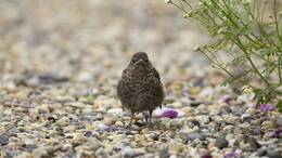 Ein junger Vogel auf einem Schottergartenboden – das Bild verdeutlicht die Herausforderung für Vögel, geeignete Lebensräume zu finden.