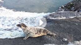 Friedrichskoog: Die ersten Kegelrobben-Heuler der Saison werden ausgewildert.