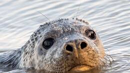 Es ist nicht ungewöhnlich, dass Robben auch in Flüssen schwimmen und ins Landesinnere vordringen. (Symbolbild)