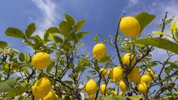 Ein aromatischer Traum in Gelb-Weiß: Hier hängen die reifen Zitronen neben den Blüten. 