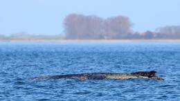 Der Buckelwal braucht Ruhe. Er lebt noch, aber er hat sich zuletzt nicht wegbewegt.