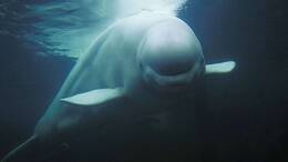Ein Weißwal schwimmt überraschend weit in die Ostsee hinein.