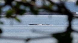 Der Buckelwal war auch am Mittwoch deutlich zu hören.