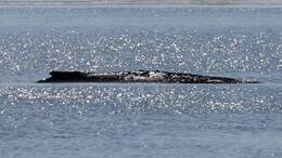 Der Wal ist vor der Ostsee-Insel Poel gestrandet.