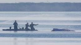 Eine private Initiative hat mit einem Rettungsversuch begonnen.