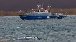 Der Wal ist am frühen Morgen losgeschwommen. Boote, die ihn guiden sollen, sind in seiner Nähe.