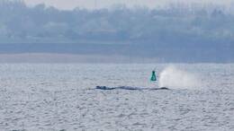 Derzeit verharrt der Buckelwal wieder weitgehend an einer Stelle.