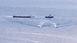 Transport mit ungewissem Ausgang: Wal wird Richtung Nordsee gebracht