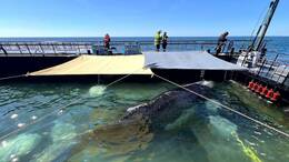 Bald soll der Buckelwal vom Kahn schwimmen.